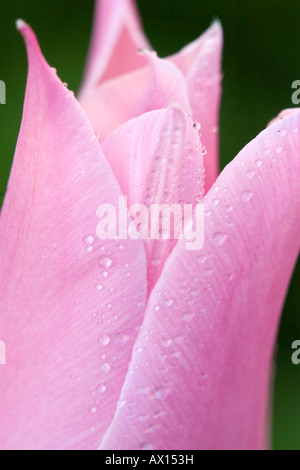 Detail shot of a star tulip, Vulkaneifel, Germany, Europe Stock Photo