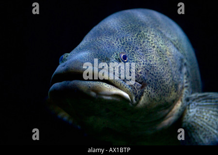 A tropical fish Stock Photo