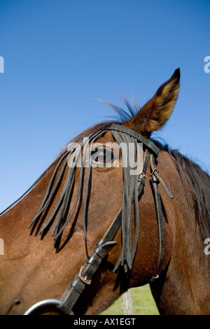 A horse wearing a bridle Stock Photo