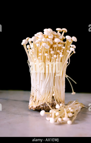 Enokitake or Golden Needle mushrooms (Flammulina velutipes) Stock Photo