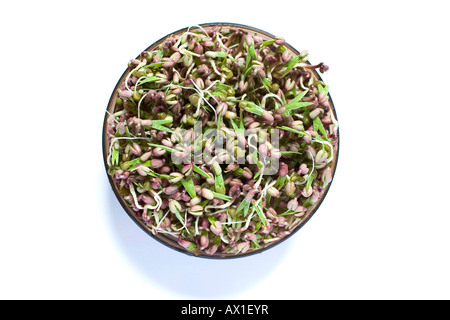 Mung beans (Vigna radiata) and sprouts in a sprouter jar