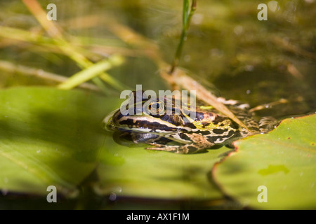 Edible frog (Rana esculenta) in a garden pond Stock Photo