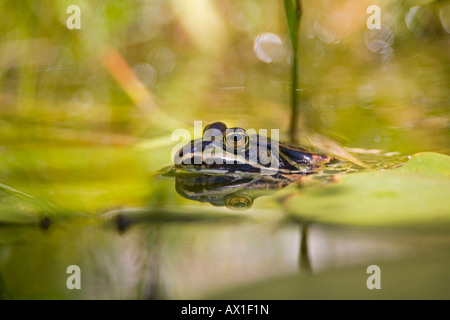 Edible frog (Rana esculenta) in a garden pond Stock Photo