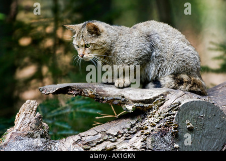 European Wildcat (Felis silvestris), cup, Bavarian Forest Stock Photo