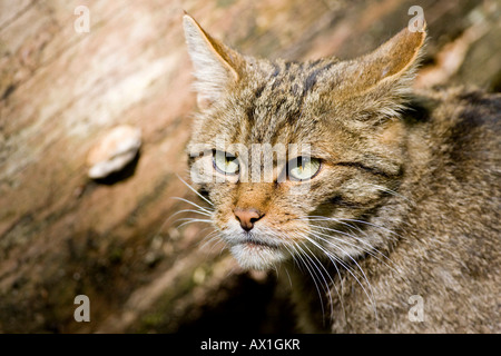 European Wildcat (Felis silvestris), Bavarian Forest Stock Photo