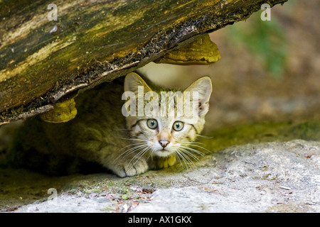 European Wildcat (Felis silvestris), cup, Bavarian Forest Stock Photo