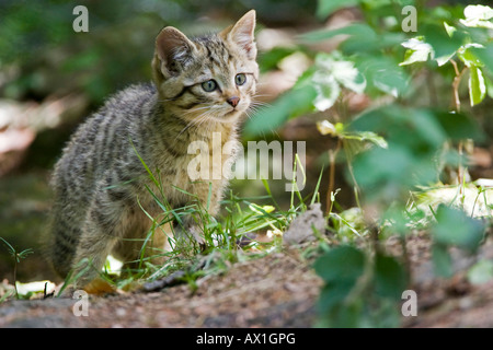 European Wildcat (Felis silvestris), cup, Bavarian Forest Stock Photo