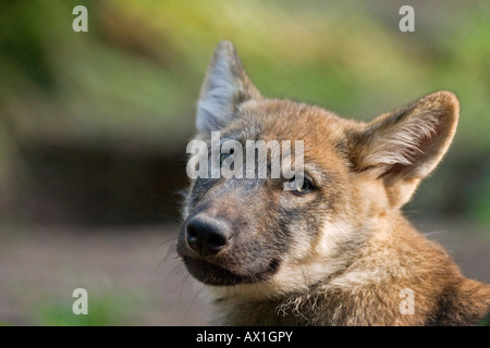 European wolf (Canis lupus lupus) pup, puppy Stock Photo