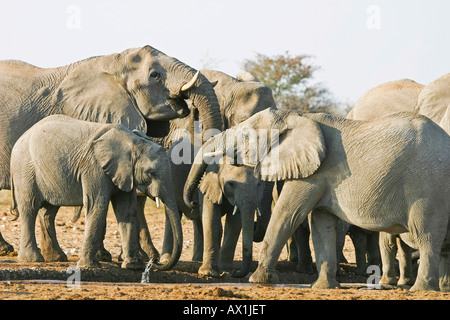 Elephant herd (Loxodonta africana) at waterhole, Etosha National Park, Namibia, Africa Stock Photo