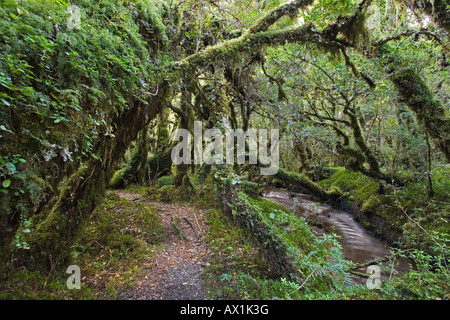 Forest Bosque Encantada, Patagonia, Chile, South America Stock Photo