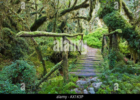 Bridge in the forest Bosque Encantada, Patagonia, Chile, South America Stock Photo