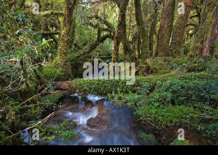 Forest Bosque Encantada, Patagonia, Chile, South America Stock Photo