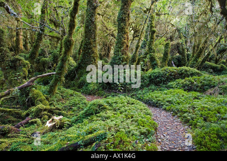 Forest Bosque Encantada, Patagonia, Chile, South America Stock Photo