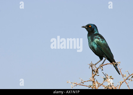 Red-shouldered Glossy-starling (Lamprotornis nitens), Etosha National Park, Namibia, Africa Stock Photo