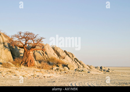 Baobabs or Adansonia digitata on Kubu Island (Lekubu) in the south west of Sowa Pan, Makgadikgadi pans, Botswana, Africa Stock Photo