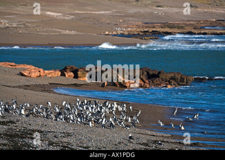 Magellanic penguins (Spheniscus magellanicus) at Atlantic, Punta Tombo, Patagonia, east coast, Atlantic Ozean, Argentina, South Stock Photo