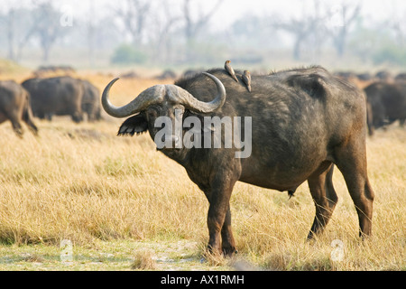 African Buffalos or Cape Buffalos (Syncerus caffer) Moremi Nationalpark, Moremi Wildlife Reserve, Okavango Delta, Botswana, Afr Stock Photo