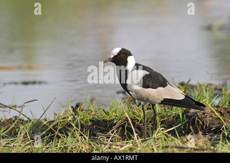 Blacksmith Lapwing or Blacksmith Plover (Vanellus armatus), Moremi Nationalpark, Moremi Wildlife Reserve, Okavango Delta, Botsw Stock Photo