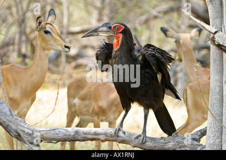 Southern Ground Hornbill (Bucorvus leadbeateri) and impalas (Aepyceros melampus), Moremi Nationalpark, Moremi Wildlife Reserve, Stock Photo