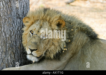 Lion Panthera leo Moremi Reserve Botswana Africa Stock Photo - Alamy