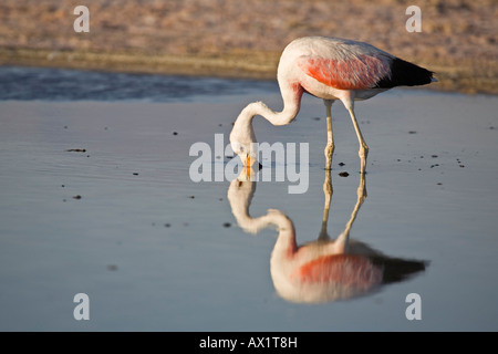 Andean Flamingo (Phoenicoparrus andinus), Laguna Lago Chaxa, salt lake Salar de Atacama, Chile, South America Stock Photo