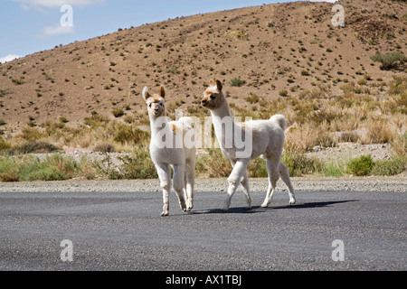 Two young Llamas (Lama glama) on a road, Jama pass (Paso de Jama), Argentina, South America Stock Photo