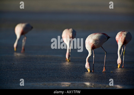 Flamingos (Phoenicoparrus) at Lagoon Laguna Colorada, Altiplano, Bolivia, South America Stock Photo