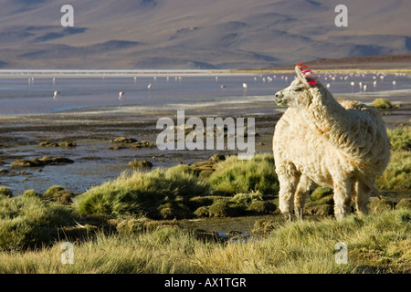 Llama (Lama glama) at lagoon Laguna Colorada, Altiplano, Bolivia, South America Stock Photo