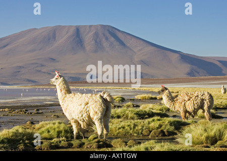 Llamas (Lama glama) at lagoon Laguna Colorada, Altiplano, Bolivia, South America Stock Photo