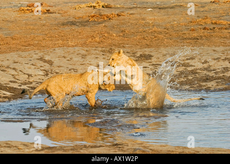 Playing lion cups (Panthera leo) in the waterhole, Savuti, Chobe Nationalpark, Botswana, Africa Stock Photo