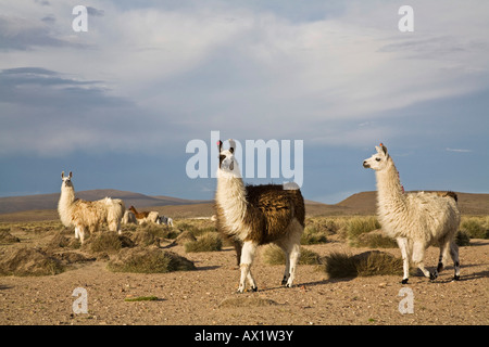 Mountain landscape with llamas (Lama glama) and Alpacas (Vicugna pacos) in national park Lauca on the way to national park Rese Stock Photo