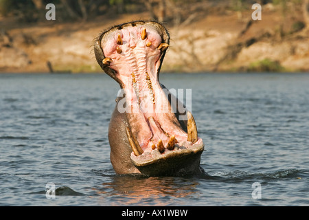 Hippopotamus or Hippo (Hippopotamus amphibius) with a open jaw in the Chobe River, Chobe National Park, Botswana, Africa Stock Photo