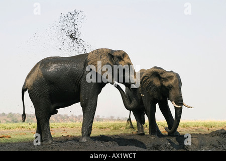African elephants (Loxodonta africana) are taking a mud bath, Chobe National Park, Botswana, Africa Stock Photo