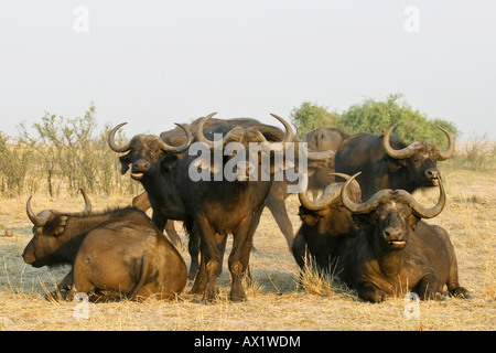 African buffalos or Cape buffalos (Syncerus caffer), Chobe National Park, Botswana, Africa Stock Photo