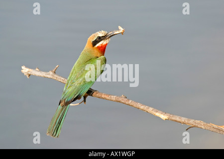 White-fronted Bee-eater (Merops bullockoides) with a captured butterfly, Zambezi or Zambesi River, Namibia, Africa Stock Photo