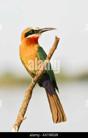 White-fronted Bee-eater (Merops bullockoides), Zambezi or Zambesi River, Namibia, Africa Stock Photo