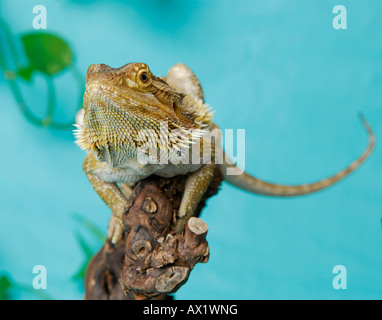 Central Bearded Dragon (Pogona vitticeps), frontal view Stock Photo