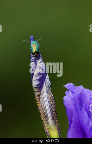 Leaf Beetle (Cryptocephalus sp.) perched on a Lily (Lilium), Donauauen, Ingolstadt, Bavaria, Germany, Europe Stock Photo