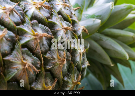 Pineapple (Ananas comosus) Stock Photo