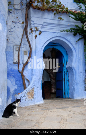 Cat at a gate in a luminous blue wall medina Chefchaouen Morocco Stock Photo