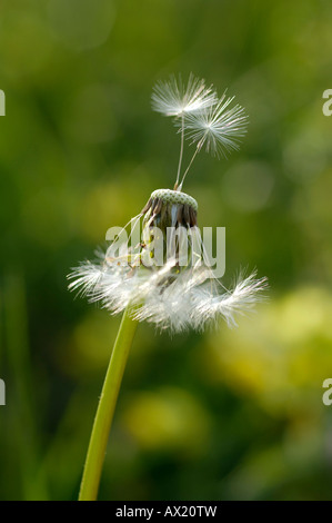 Dandelion (Taraxacum officinale) clock with only a few stems left Stock Photo