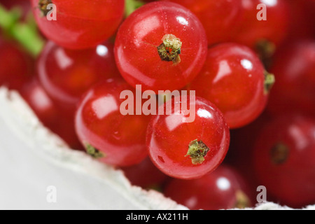 Red currants (Ribes rubrum) Stock Photo