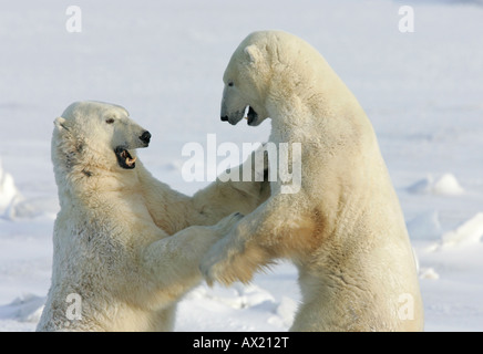 Two Polar Bears Wrestling in the Snow Stock Photo