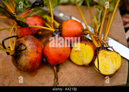 Beetroot (Beta vulgaris), Lollipop mix, freshly harvested and cut open Stock Photo