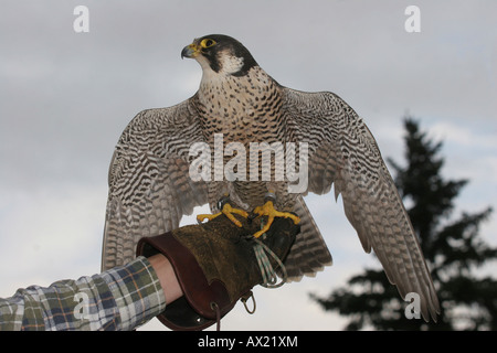 Peregrine falcon (Falco peregrinus) on falconer's glove Stock Photo
