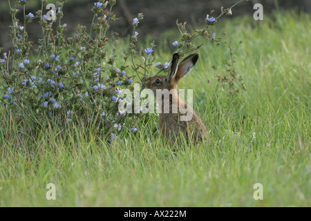 European or Brown Hare (Lepus europaeus) eating Common Chicory (Cichorium intybus) Stock Photo