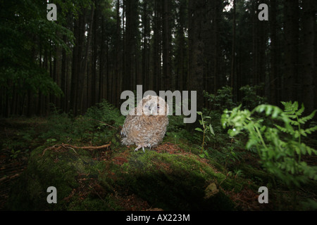 Tawny Owl (Strix aluco), fledgling on forest floor Stock Photo