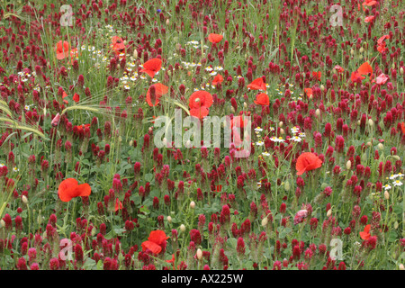 Crimson clover (Trifolium incarnatum) and Corn poppy (Papaver rhoeas), Lower Austria, Austria Stock Photo