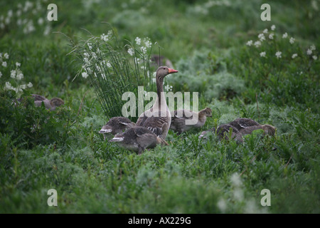 Greylag Goose (Anser anser) with goslings, Sweden, Europe Stock Photo