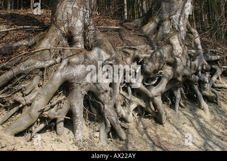Exposed roots of a European- or Common Beech (Fagus sylvatica) Stock Photo